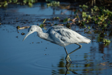 Immature little blue heron exploring the marsh waters with flora background