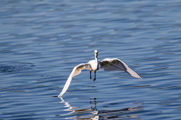 Snowy egret in flight over lake fishing for a fresh catch