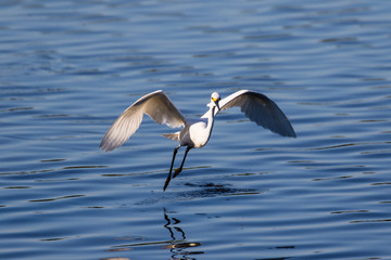 Snowy egret in flight over lake fishing for a fresh catch