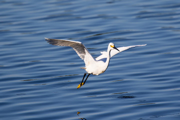 Snowy egret in flight over lake fishing for a fresh catch