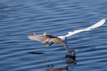 Snowy egret in flight over lake fishing for a fresh catch