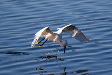 Snowy egret in flight over lake fishing for a fresh catch