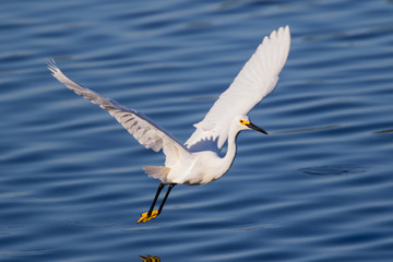 Fototapeta na wymiar Snowy egret in flight over lake fishing for a fresh catch