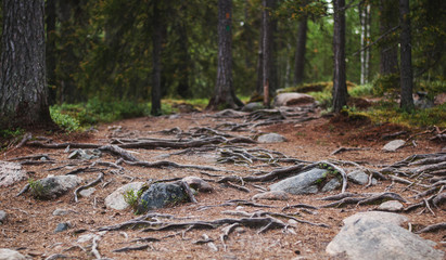 Mystic forest, roots and trunks of trees