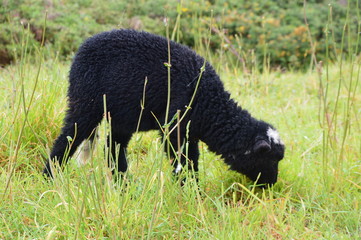 Fototapeta premium Petit Mouton noir