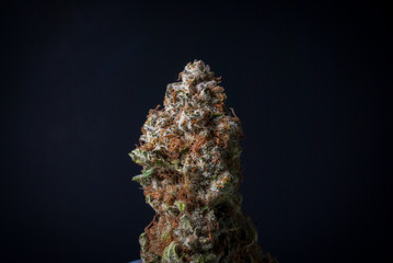 Fototapeta premium Cannabis Nug - Strain: Blue Widow