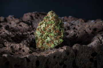 Cannabis Nug - Strain: Blue Widow