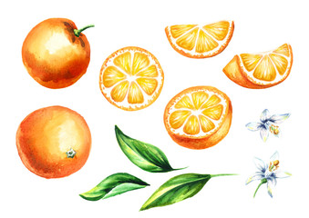 Fresh Orange fruits and leaves with flowers collection. Watercolor hand drawn illustration, isolated on white background