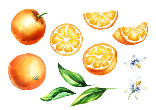 Fresh Orange Fruits And Leaves With Flowers Collection. Watercolor Hand Drawn Illustration, Isolated On White Background