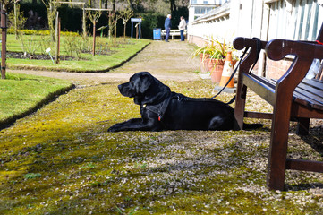My dog Hugo Relaxing in the sunshine
