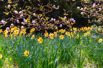 A field of yellow daffodils