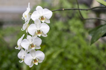 White orchid flowers in the garden against the background of green leaves, close-up
