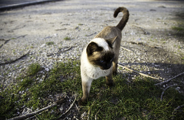 Abandoned street cats