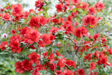 A chic blooming camellia bush in the spring garden