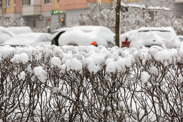 The city was covered with snow wave