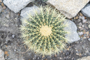 Huge round cactus with large needles
