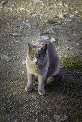Fototapeta premium Abandoned street cats
