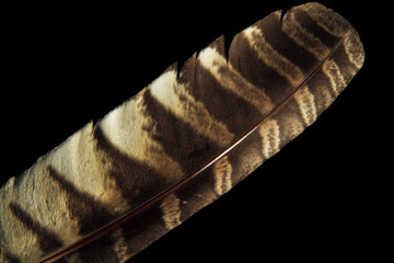Closeup of large isolated hawk feather with rich dark brown pattern stripes and fine edges against a pitch black background