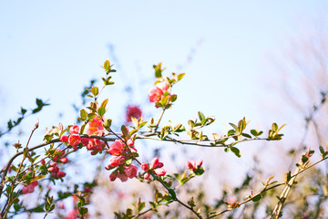 Bush in blossom at spring time