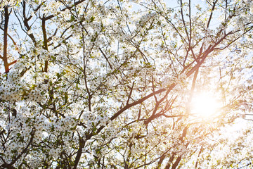 Cherry tree in blossom