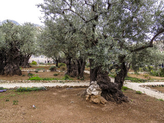 Jerusalem, Israel -  The great city of Jerusalem. Garden of Gethsemane. Thousand-year olive trees