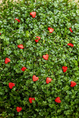 little red hearts on the green grass