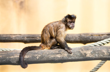 monkey at zoo