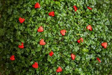 little red hearts on the green grass