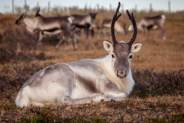 White reindeer on the background of herd