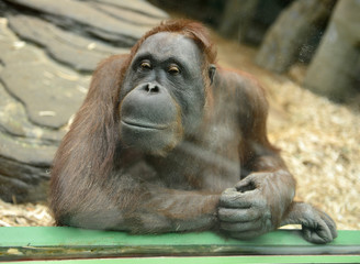 Behind glass. Orangutan poses