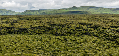 Iceland lava field covered with green moss © Pascal