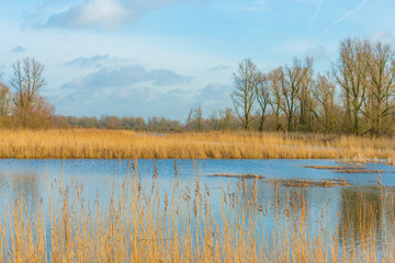 Reed in a lake in sunlight in winter