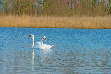 Swans swimming in a lake in winter
