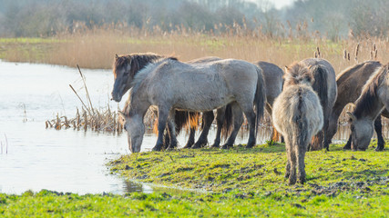 Feral horses along the edge of a lake in winter