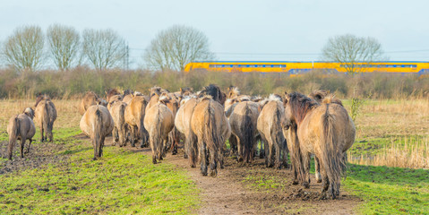 Feral horses in a natural park in winter © Naj