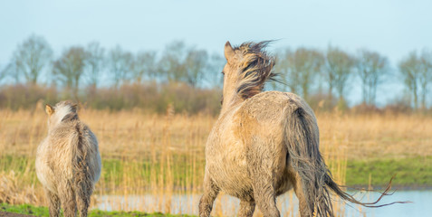 Feral horses along the edge of a lake in winter © Naj