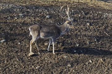 Roe deer - stang, fawn or Capreolus   out a turn in field, Sofia, Bulgaria   