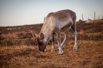 Eating reindeer in the mountains