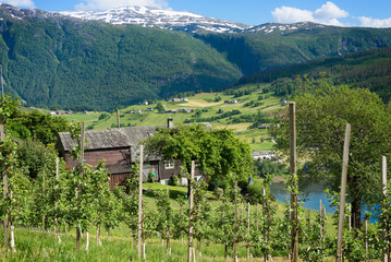 Fruit trees on the hills around the fjord of Hardanger, Norway