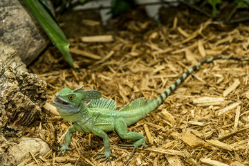Green or Plumed Basilisk Lizard, also known as the South American Jesus lizard for its ability to run on the surface of water.