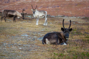 Naklejka na ściany i meble reindeer lying in the mountains