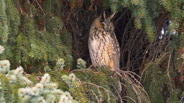 Long-eared owl 