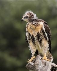 Red Tailed Hawk
