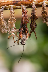 Close-up macro shot of a butterfly emerging from its cocoon surroundet by empty cocoons.