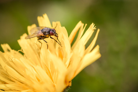 Macro shot of a fly sitting on a yellow flower, summer outdoors.