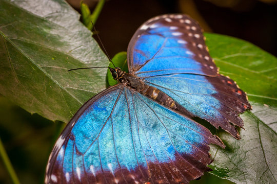Close-up of a large beautiful blue butterfly sitting on green leafs.