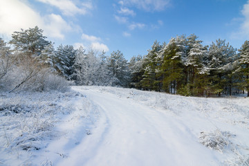 Snowy road in beautiful winter pine forest