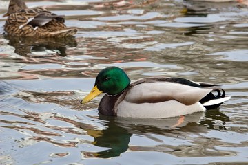 male of mallard on the river