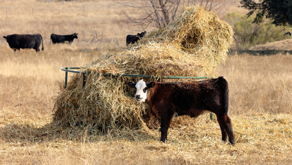 Calf with hay