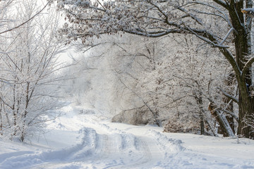 Snowy road in frost winter forest